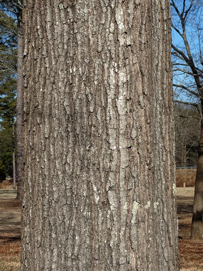 {Quercus phellos}